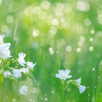 絵本 たんぽぽ の内容紹介 あらすじ 絵本屋ピクトブック