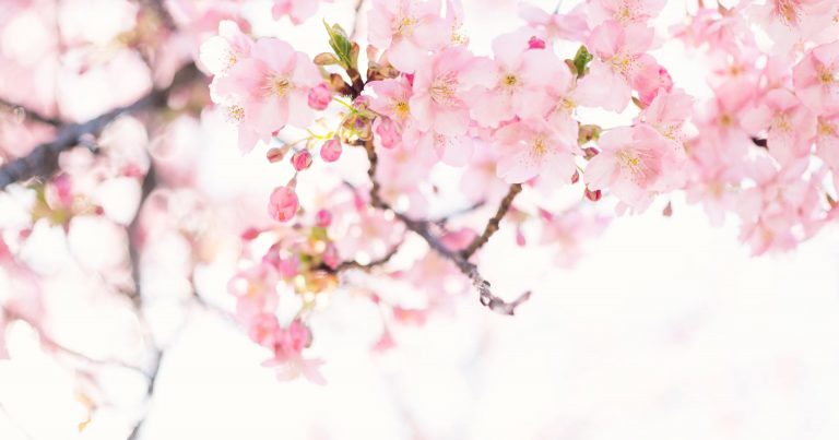 お花見の時期にぴったり 暖かな春を感じる桜の絵本特集 ウェブの絵本屋ピクトブック