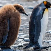 動物：ペンギンの絵本特集