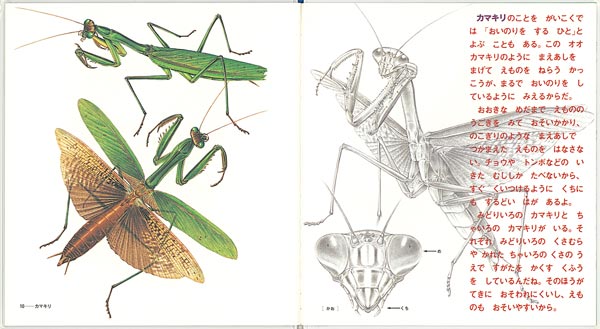 絵本「なつやすみ虫ずかん」の一コマ