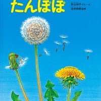 絵本「たんぽぽ」の表紙（サムネイル）