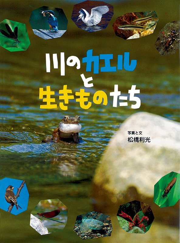 絵本「川のカエルと生きものたち」の表紙（詳細確認用）（中サイズ）