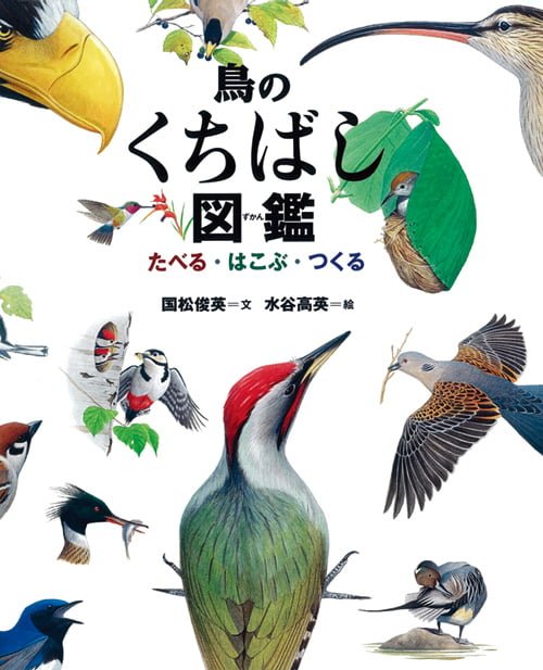 絵本「鳥のくちばし図鑑」の表紙（詳細確認用）（中サイズ）