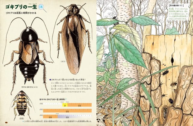 絵本「くらべた・しらべた ひみつのゴキブリ図鑑」の一コマ