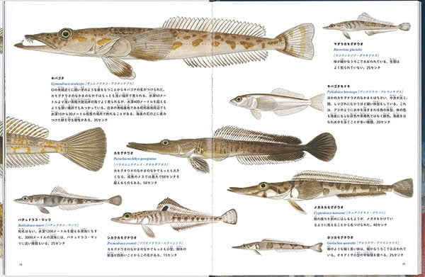 絵本「南極のさかな大図鑑」の一コマ2