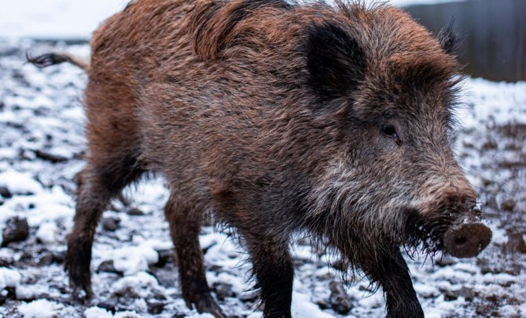 動物 イノシシの絵本特集 絵本屋ピクトブック
