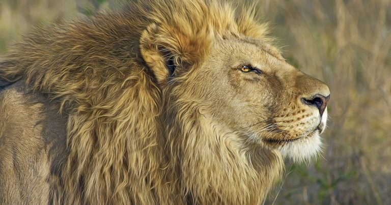 動物：ライオンの絵本特集