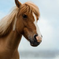 動物：馬の絵本特集
