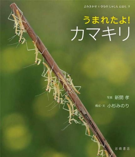 絵本「うまれたよ！ カマキリ」の表紙（詳細確認用）（中サイズ）