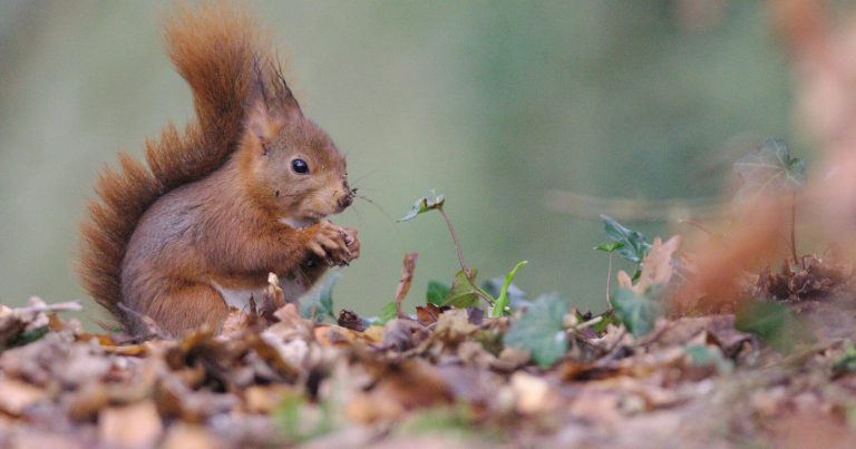 動物 リスの絵本特集 絵本屋ピクトブック