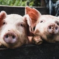 絵本 なにをたべてきたの の内容紹介 あらすじ 絵本屋ピクトブック