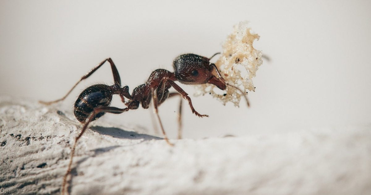 虫：アリの絵本特集