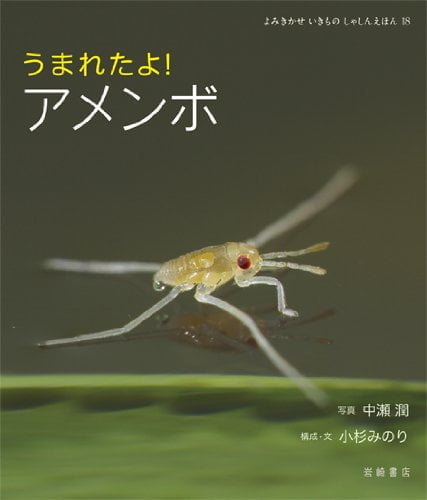 絵本「うまれたよ！ アメンボ」の表紙（詳細確認用）（中サイズ）