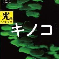 絵本「光るいきもの キノコ」の表紙（サムネイル）