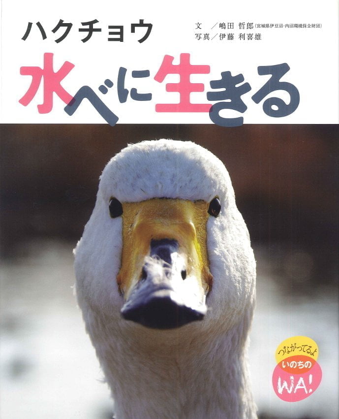 絵本「ハクチョウ 水べに生きる」の表紙（詳細確認用）（中サイズ）