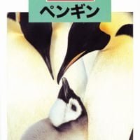 絵本「どうぶつの赤ちゃん ペンギン」の表紙