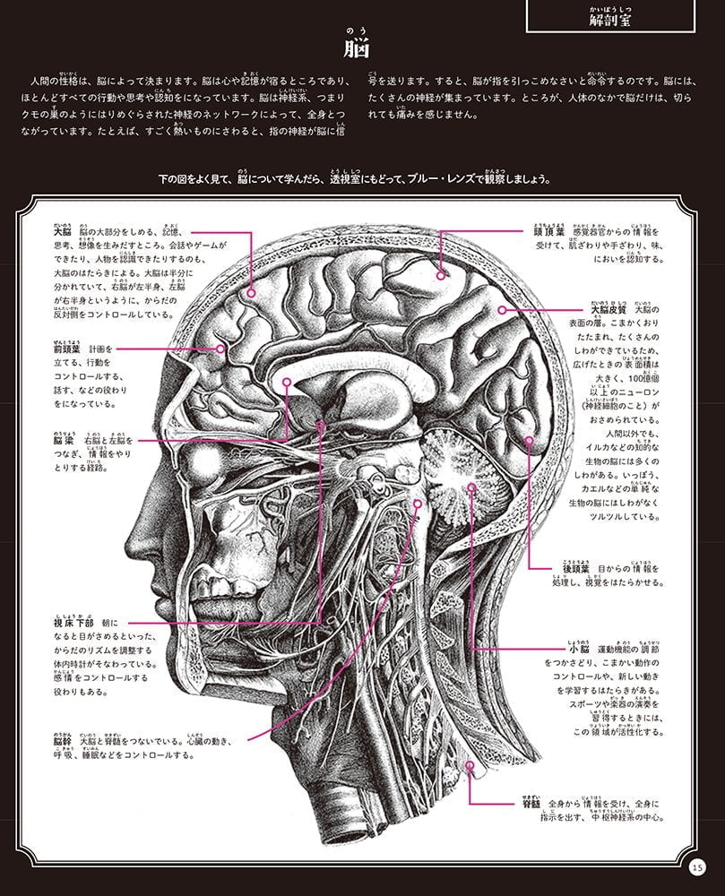 絵本「イルミネイチャー からだのなかを大冒険」の一コマ4