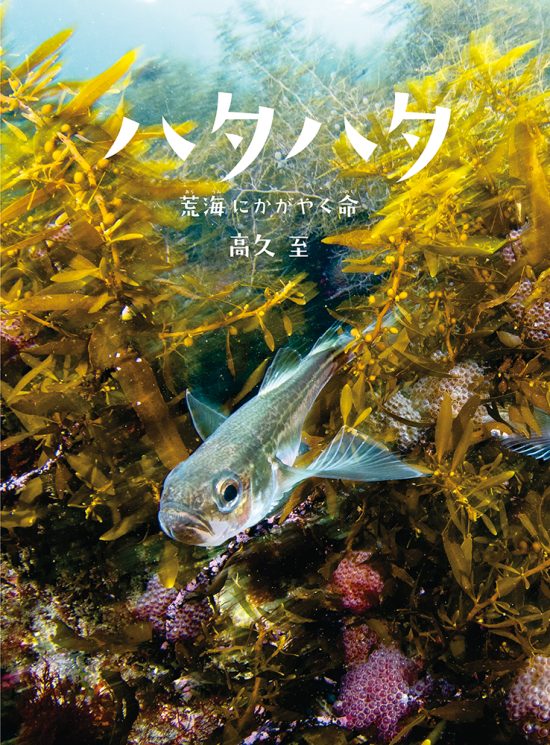 絵本「ハタハタ 荒海にかがやく命」の表紙（全体把握用）（中サイズ）