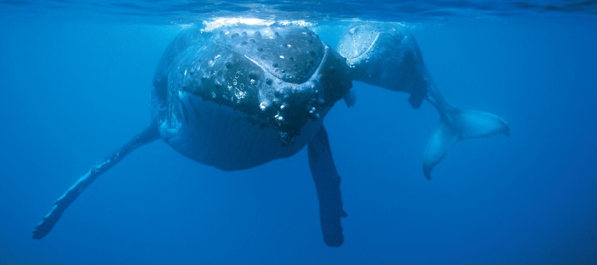 絵本「まいごになった子どものクジラ 南太平洋トンガ王国のザトウクジラ」の一コマ5