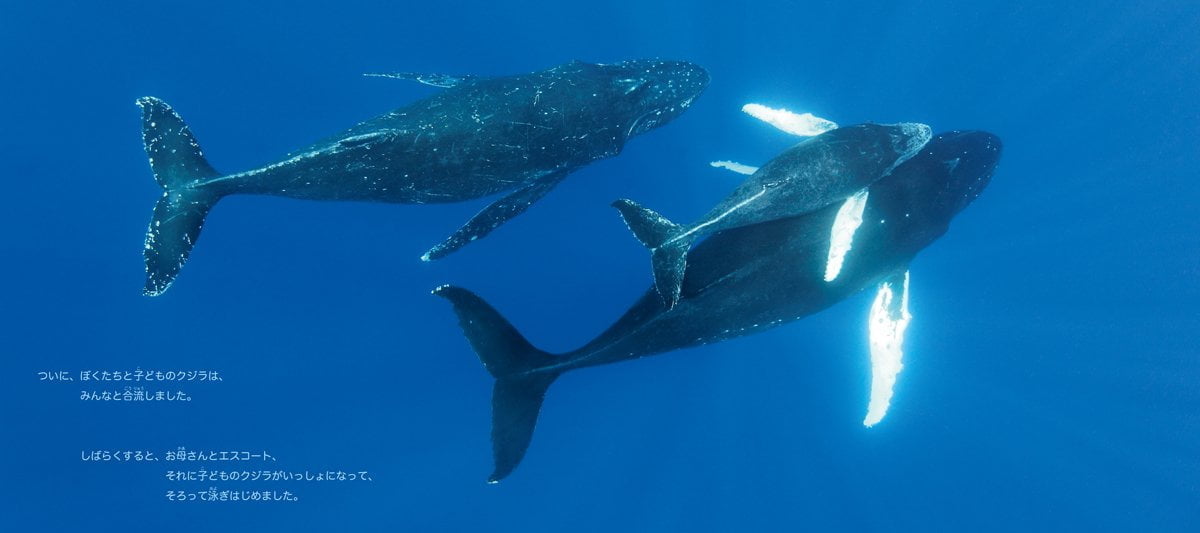 絵本「まいごになった子どものクジラ 南太平洋トンガ王国のザトウクジラ」の一コマ4