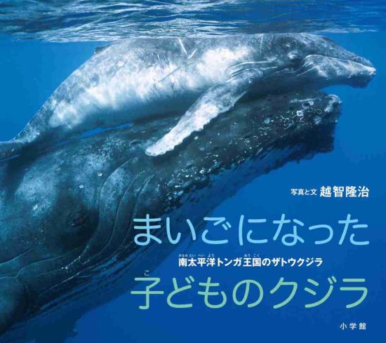 絵本「まいごになった子どものクジラ」の表紙（全体把握用）（中サイズ）