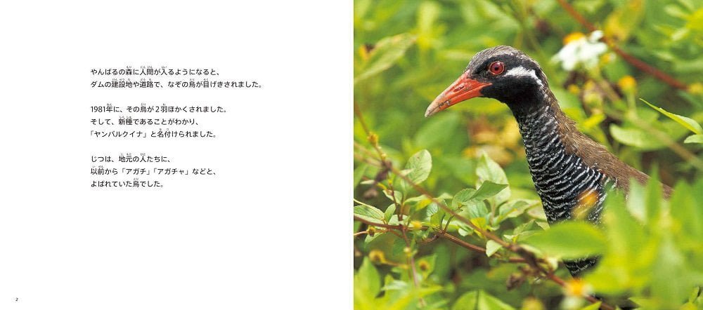 絵本「世界中で沖縄にしかいない飛べない鳥 ヤンバルクイナ」の一コマ2