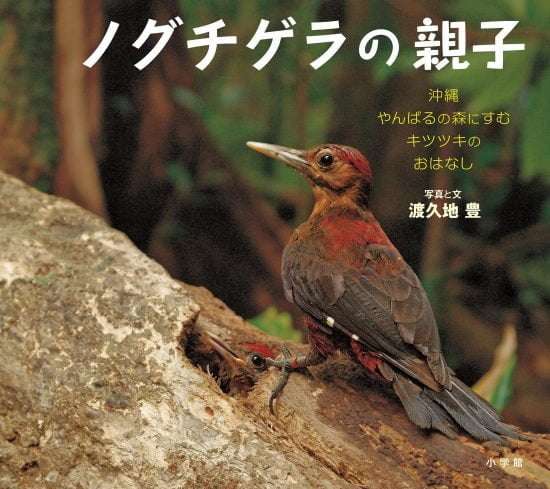 絵本「ノグチゲラの親子」の表紙（全体把握用）（中サイズ）