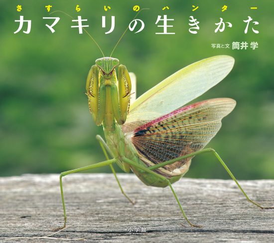 絵本「カマキリの生きかた」の表紙（全体把握用）（中サイズ）