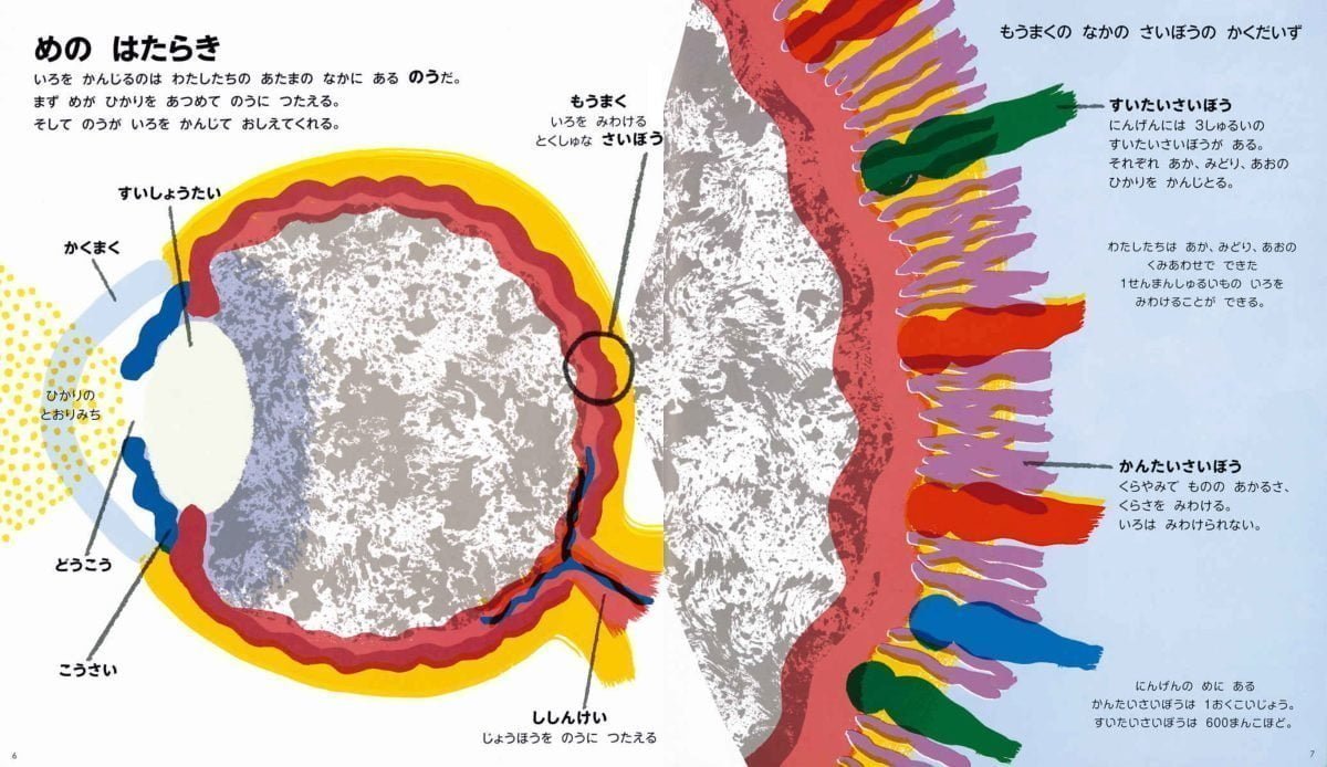 絵本「いろがみえるのは どうして？」の一コマ3