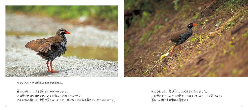 絵本「世界中で沖縄にしかいない飛べない鳥 ヤンバルクイナ」の一コマ4