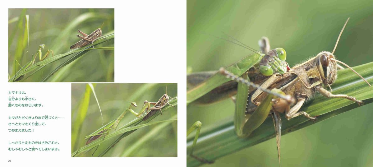 絵本「カマキリの生きかた」の一コマ3