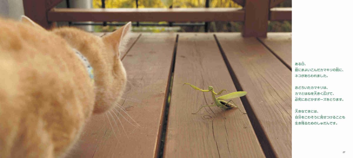 絵本「カマキリの生きかた」の一コマ4