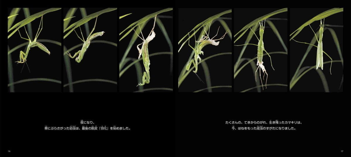 絵本「カマキリの生きかた」の一コマ2