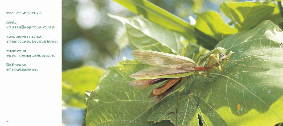 絵本「カマキリの生きかた」の一コマ5