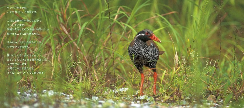 絵本「世界中で沖縄にしかいない飛べない鳥 ヤンバルクイナ」の一コマ3