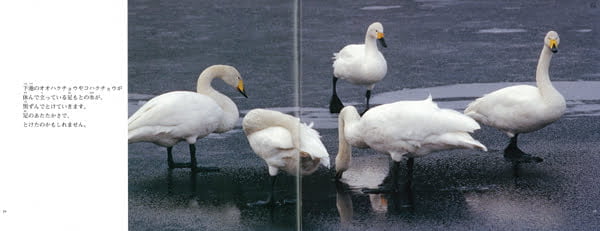 絵本「水鳥たちの楽園」の一コマ