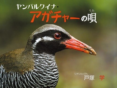 絵本「ヤンバルクイナ・アガチャーの唄」の表紙（詳細確認用）（中サイズ）