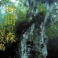 絵本「時間の森～屋久島」の表紙（サムネイル）