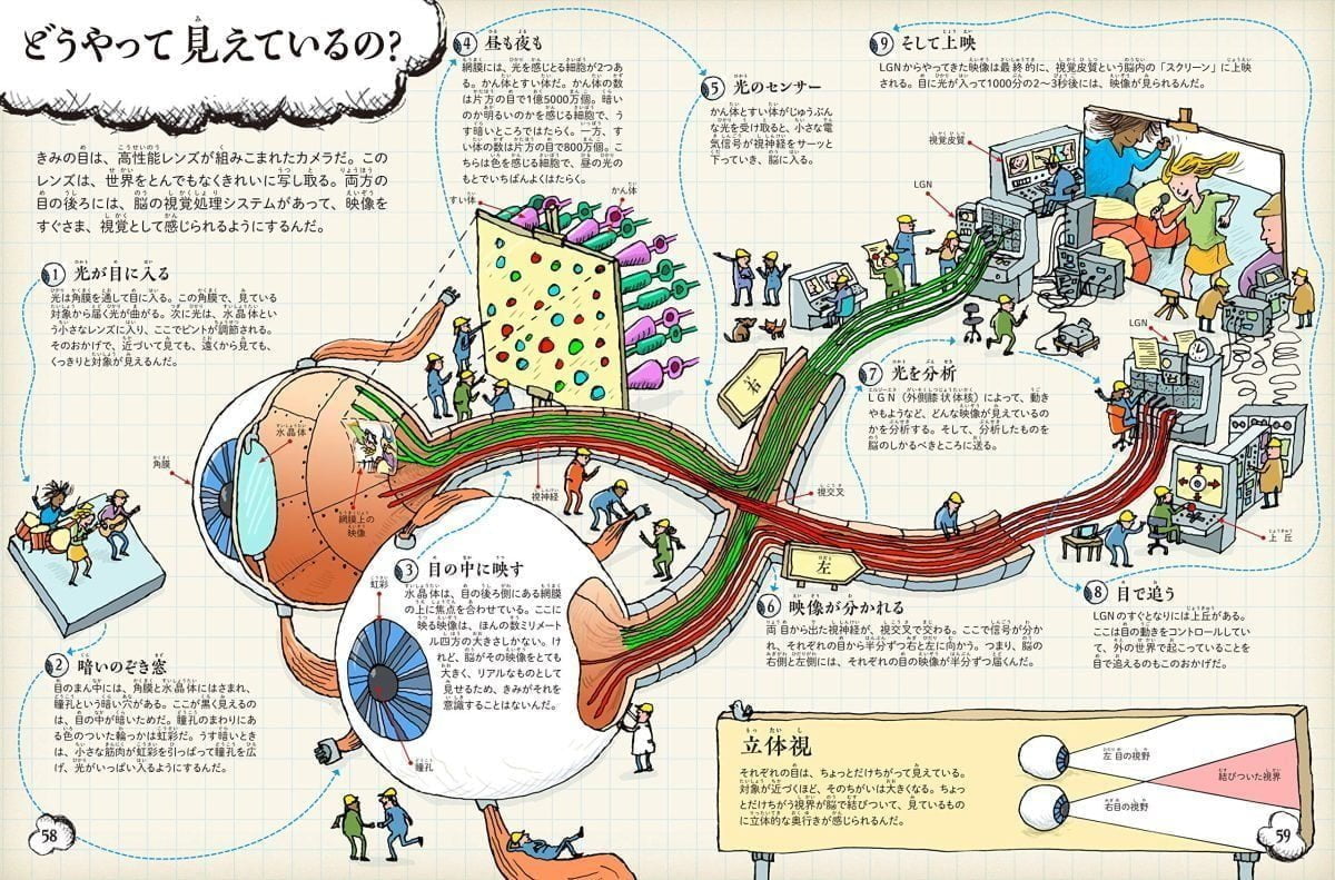 絵本「知っておきたい！人体のしくみ」の一コマ3