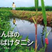 絵本「たんぼのおばけタニシ」の表紙（サムネイル）