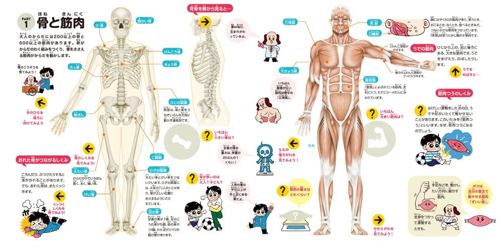 絵本「めくって発見！えほん からだのしくみ」の一コマ