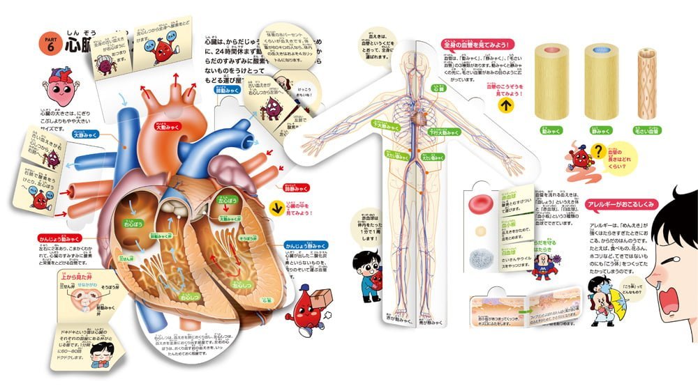 絵本「めくって発見！えほん からだのしくみ」の一コマ4