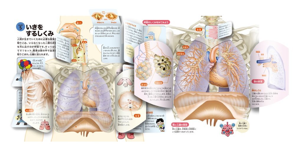 絵本「めくって発見！えほん からだのしくみ」の一コマ2