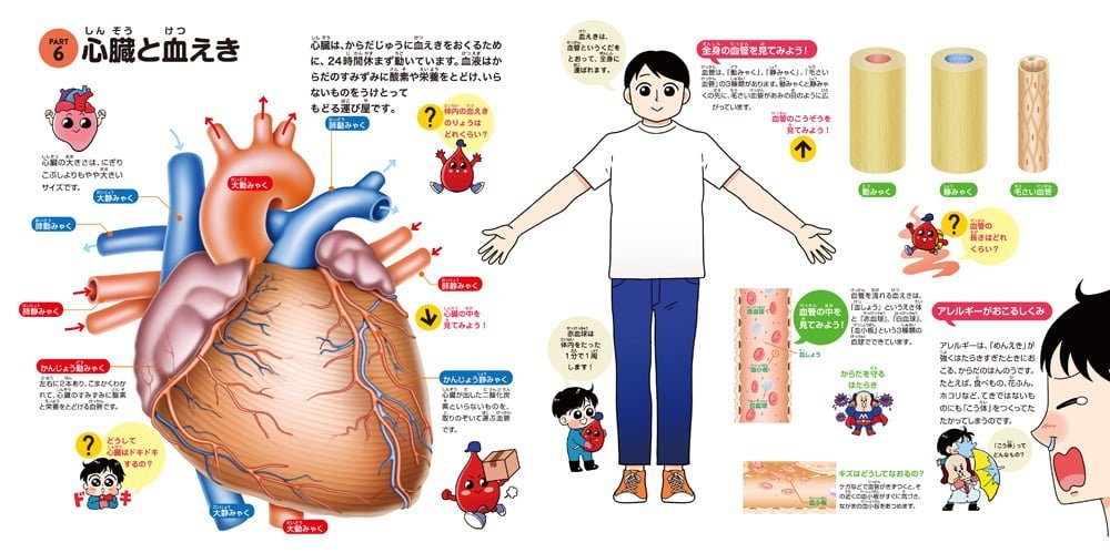 絵本「めくって発見！えほん からだのしくみ」の一コマ3