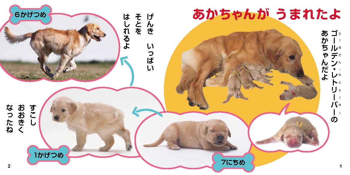 絵本「かわいいこいぬ」の中面