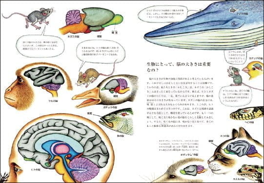 絵本「生命ふしぎ図鑑 脳のしくみ 4億年の歴史を探る」の一コマ