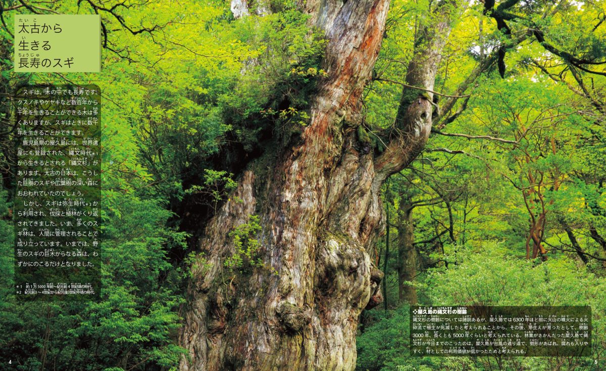 絵本「校庭の木・野山の木7 スギの絵本」の一コマ2