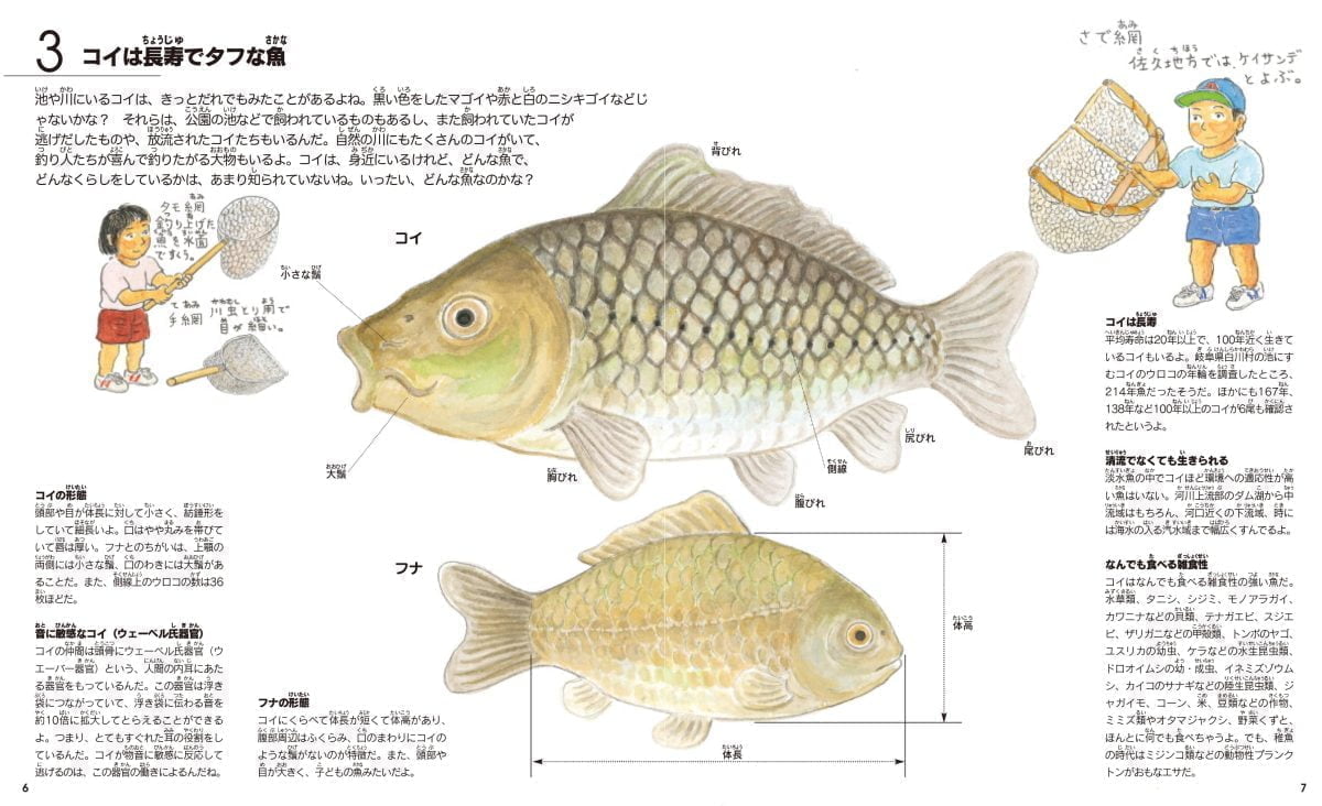 絵本「コイ・フナの絵本」の一コマ4