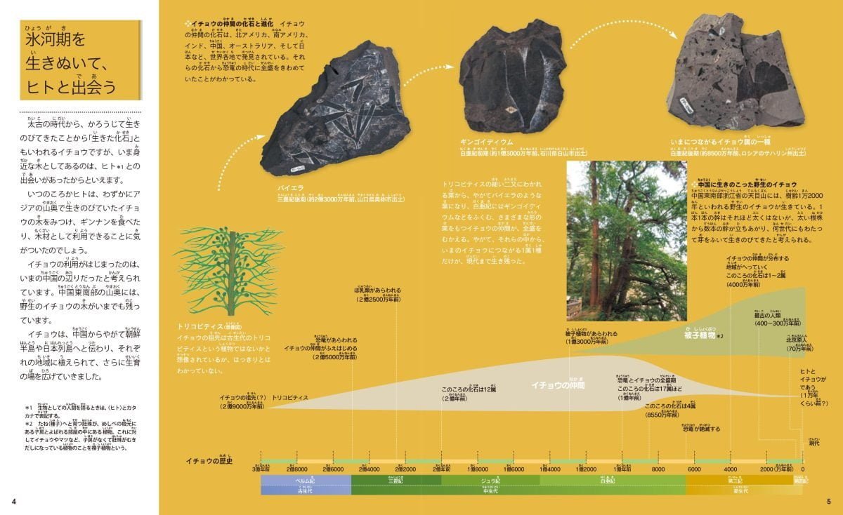 絵本「校庭の木・野山の木2 イチョウの絵本」の一コマ2