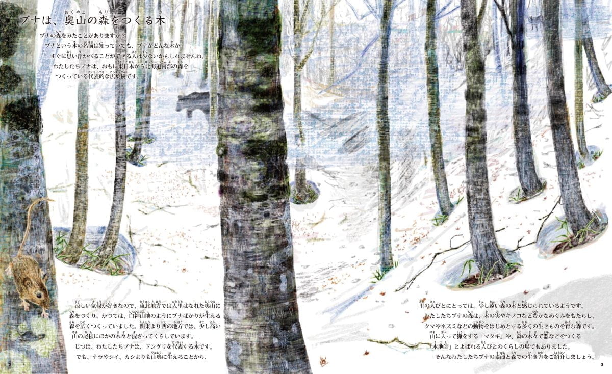 絵本「校庭の木・野山の木6 ブナの絵本」の一コマ